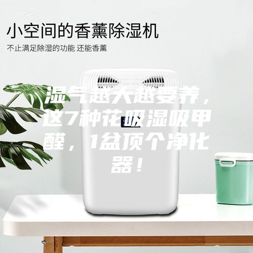 濕氣越大越要養,這7種花吸濕吸甲醛,1盆頂個凈化器!